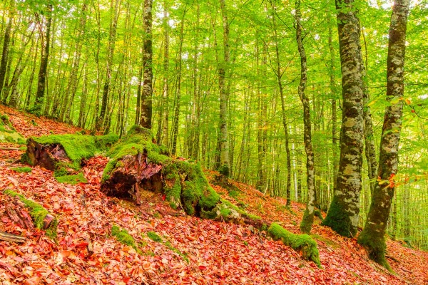 Selva de Irati Selva de Irati